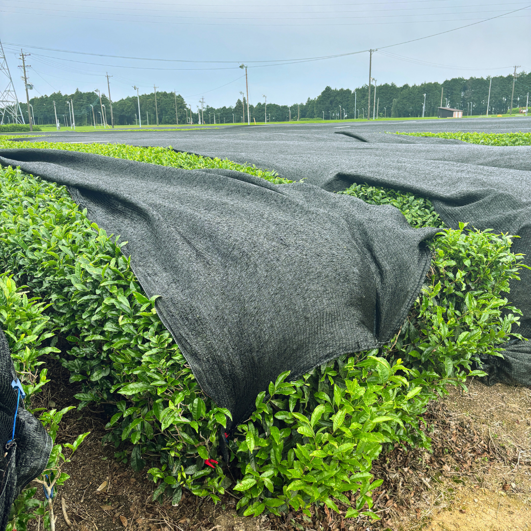 plantation-de-matcha-bio-japonais Image