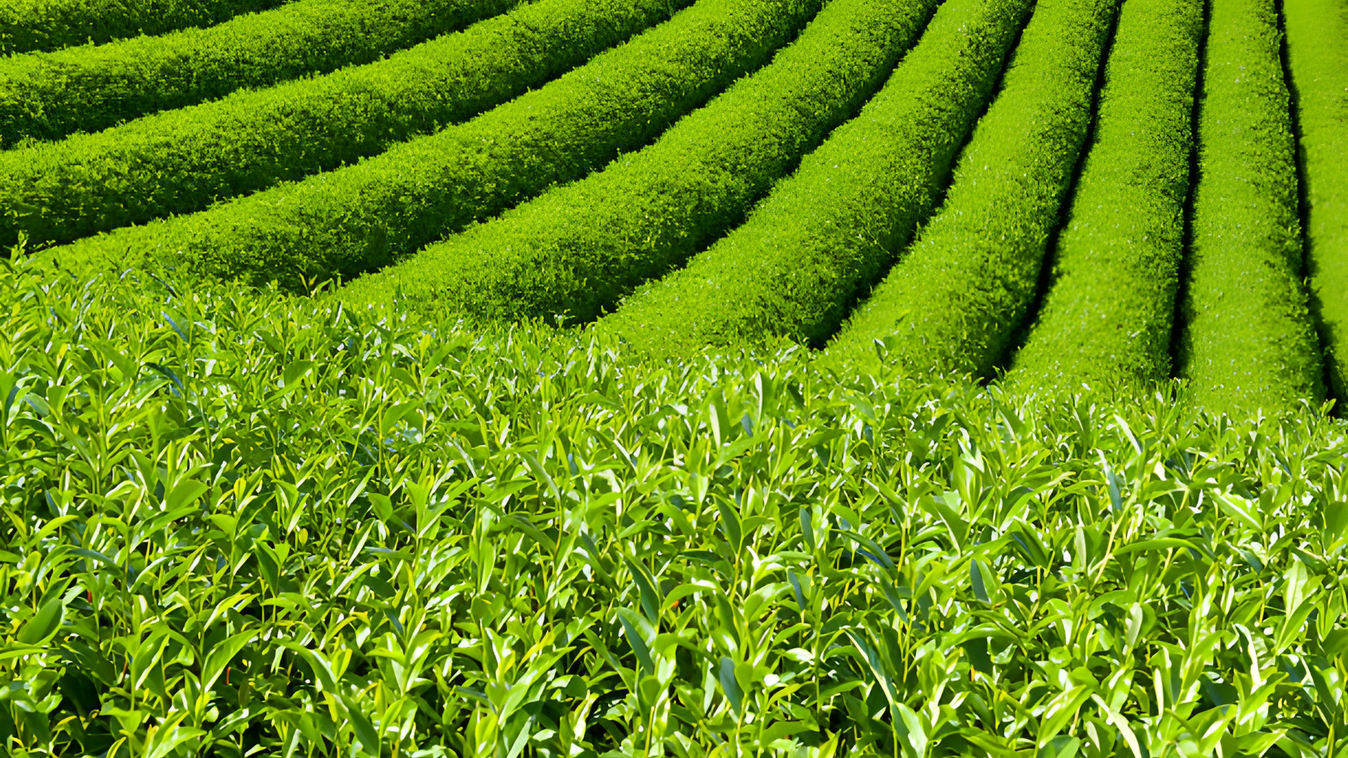 plantation-the-matcha-biologique-japonais