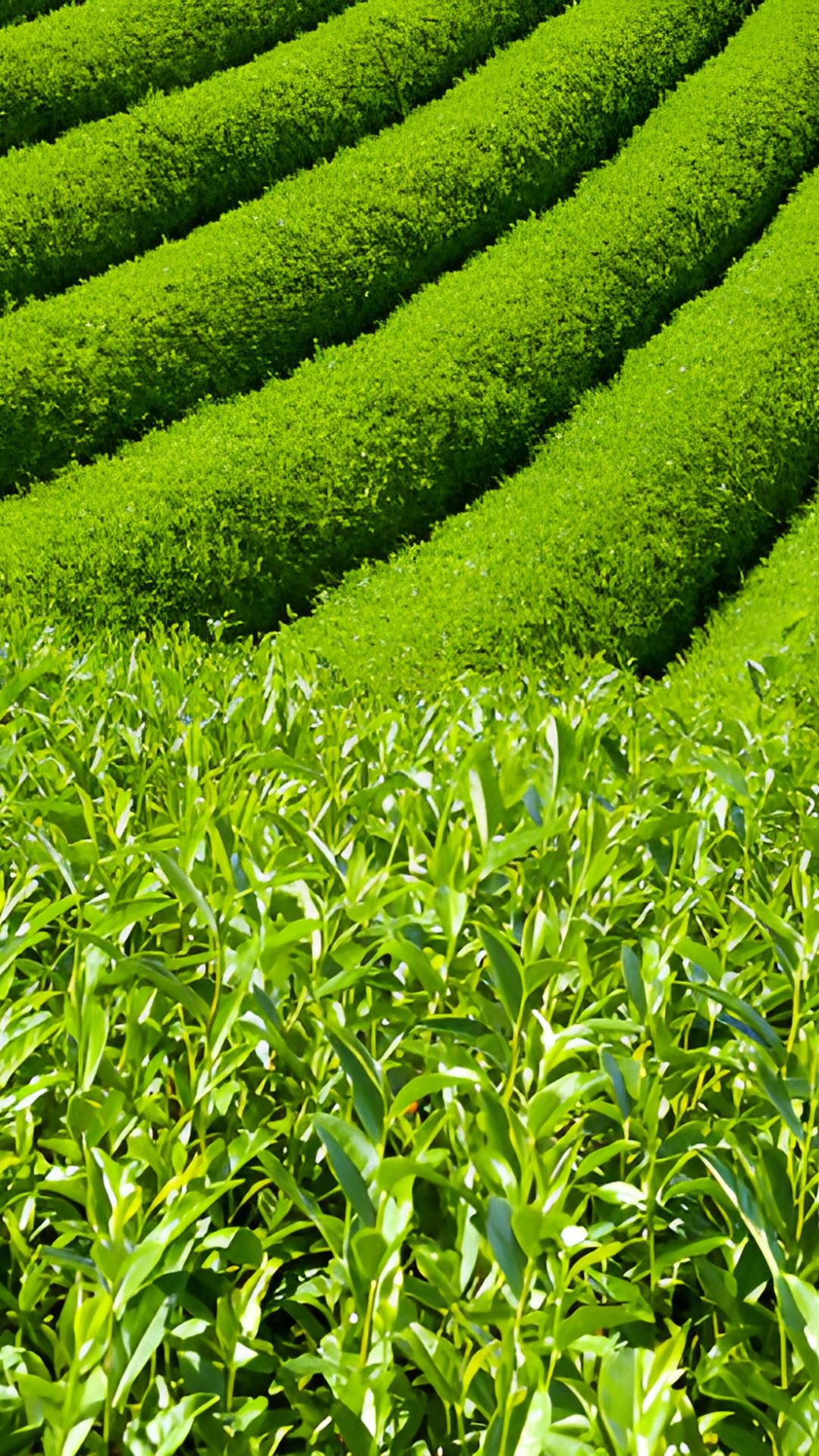 plantation-the-vert-matcha-biologique-japonais